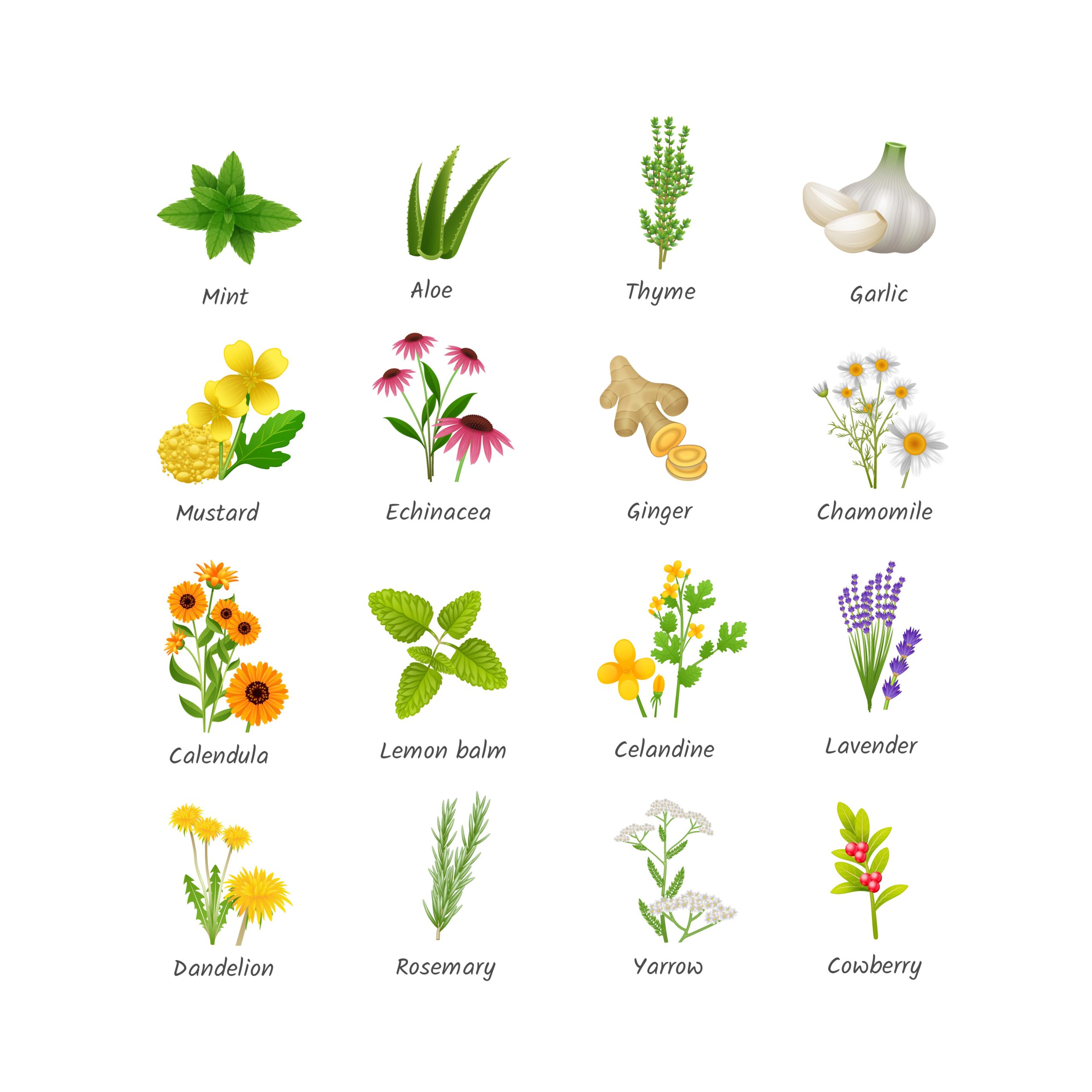 Healing herbs and medicinal plants flat icons collection with ginger chamomile and garlic abstract isolated vector illustration