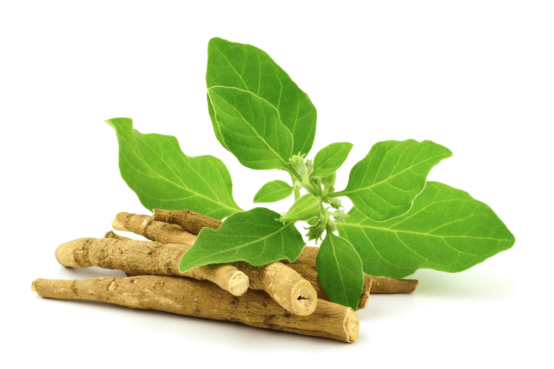 Ashwagandha Extract