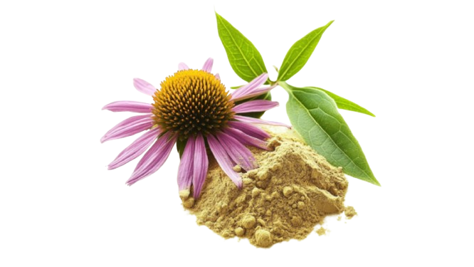 Echinacea Extract